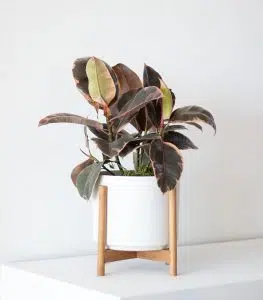 Bird’s Nest Fern - Image 5