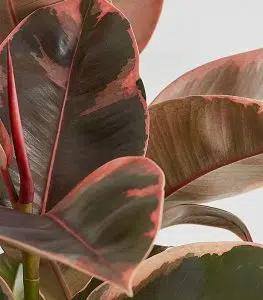 Pink Rubber Plant - Image 2