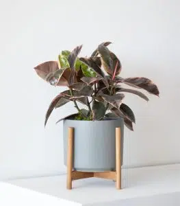 Pink Rubber Plant - Image 3