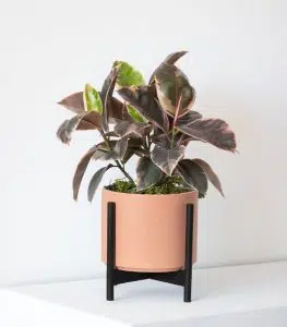 Corkscrew Croton - Image 3
