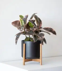 Pink Rubber Plant - Image 5