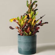 Corkscrew Croton