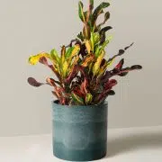 Corkscrew Croton