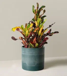 Hyde Planter - Image 5