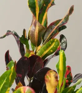 Corkscrew Croton - Image 2