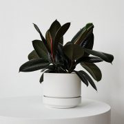 Rubber Plant