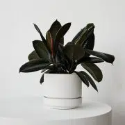 Rubber Plant