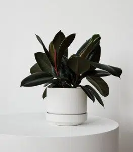 Rubber Plant