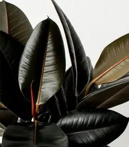 Rubber Plant - Image 2