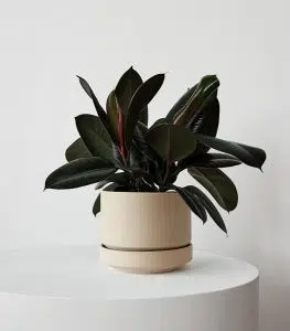 Rubber Plant - Image 3