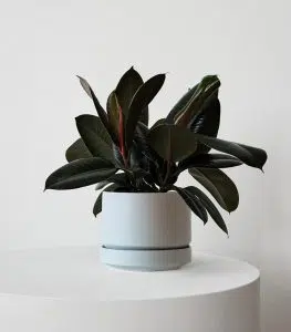 Rubber Plant - Image 4