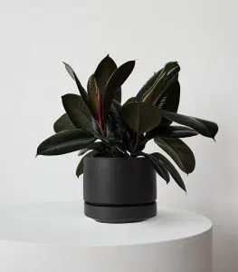 Rubber Plant - Image 5