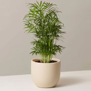 Parlor Palm