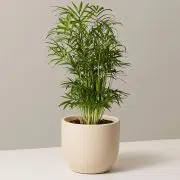 Parlor Palm