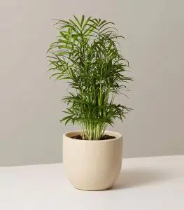 Parlor Palm