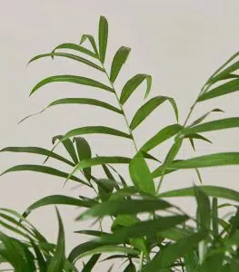 Schefflera Tree - Image 5