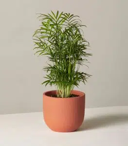 Parlor Palm - Image 3