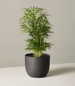 Parlor Palm - Image 4