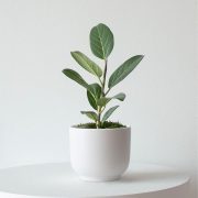 Ficus Audrey