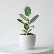 Ficus Audrey