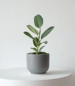 Ficus Audrey - Image 3