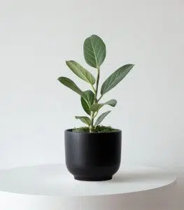 Ficus Audrey - Image 4