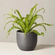 Bird’s Nest Fern
