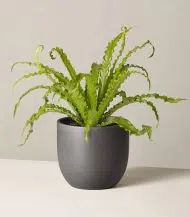 Bird’s Nest Fern