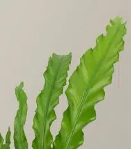 Nypon - Image 5