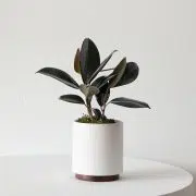 Rubber Plant