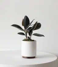 Rubber Plant