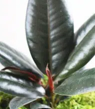 Rubber Plant - Image 2