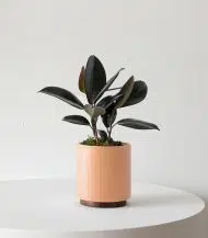 Rubber Plant - Image 3