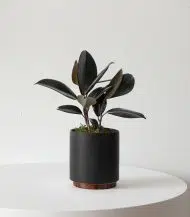 Corkscrew Croton - Image 4