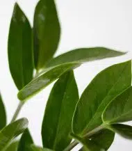 Ficus Audrey - Image 5
