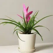 Bromeliad Antonio Pink
