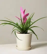 Bromeliad Antonio Pink