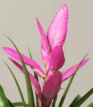 Bromeliad Antonio Pink - Image 2