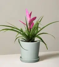 Bromeliad Antonio Pink - Image 3