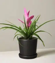 Bromeliad Antonio Pink - Image 4