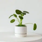 Pilea Peperomioides
