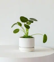 Pilea Peperomioides