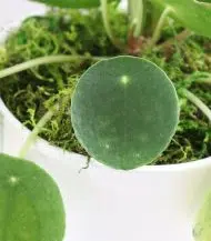 Peperomia Obtusifolia - Image 5