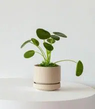 Pilea Peperomioides - Image 3