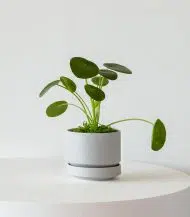 Pilea Peperomioides - Image 4