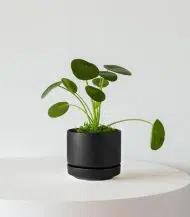 Pilea Peperomioides - Image 5