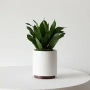 Dracaena Compacta
