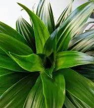 Dracaena Compacta - Image 2