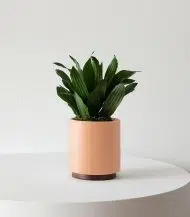 Dracaena Compacta - Image 3