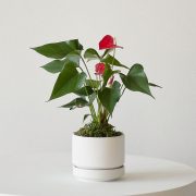 Anthurium - King of hearts